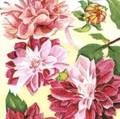 Servietter 33x33cm Dahlia