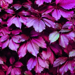 Servietter 33x33cm 20pk Leafs of Wine