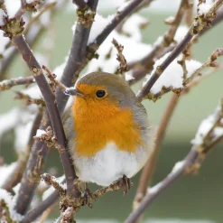 Servietter 33x33cm Robin in Twigs