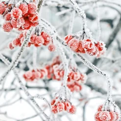 Servietter 33x33cm Winter Berries