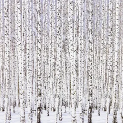 Servietter 33x33cm Winter Birches